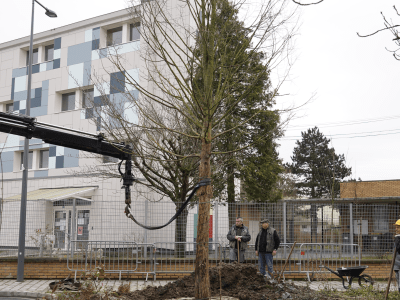 Plantation dans le Square Gaston Leclercq © Ville de La Madeleine