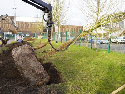 Plantation arbres au Complexe sportif Claude Dhinnin © Ville de La Madeleine
